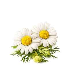 CHAMOMILE