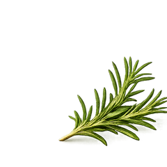 ROSEMARY